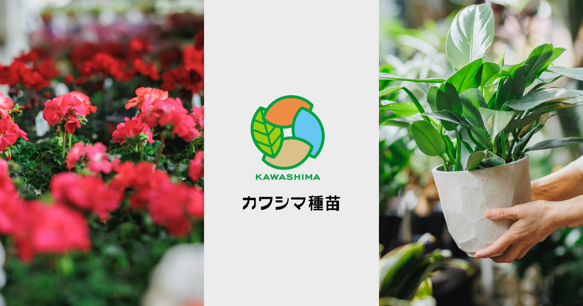植物　予約専用ページ お知らせ・新着情報 | カワシマ種苗（滋賀の家庭菜園店）